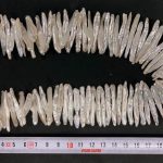 Perla Bastoncillos 40 mm
