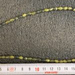 Turquesa Serpentina oliva 8*6 mm
